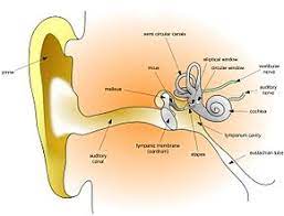 Pure Tone Audiometry